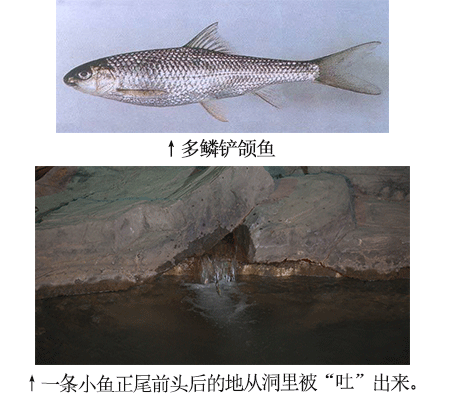 三道鳞鱼价格探秘，市场行情与消费考量分析篇——一斤究竟多少钱？