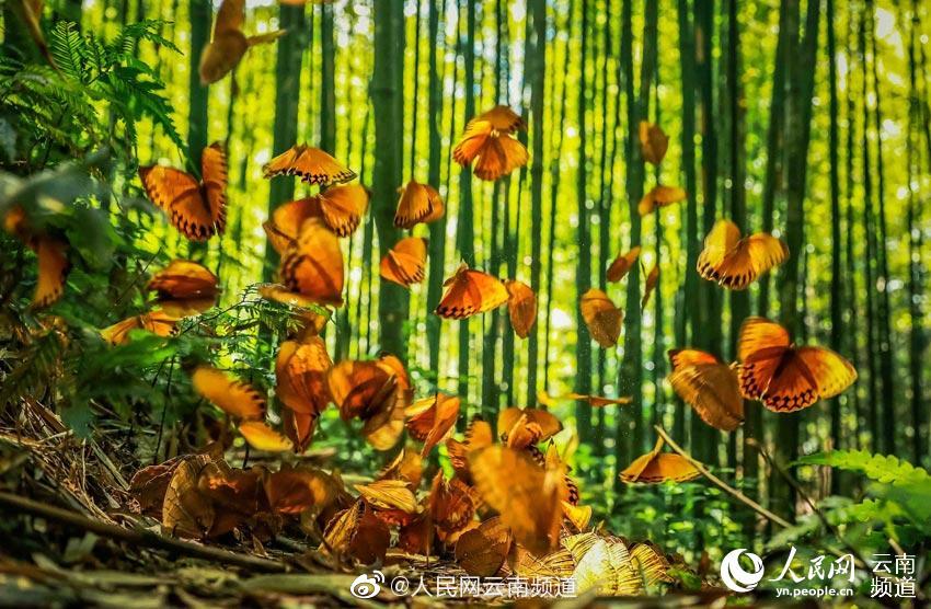 云南1.5亿大乐透，今日揭晓，如何查询云南十一选五开奖结果的实用指南！