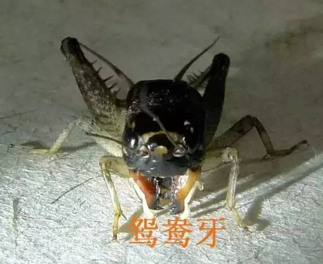 天牛红五图库大全，探索与收藏的完美指南天牛红五图库图