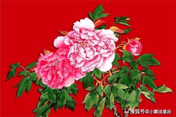 203年管家婆一肖预测，揭秘生肖之谜与中特趋势分析报告管家婆1肖中特