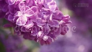 丁香花在线视频完整版观看高清