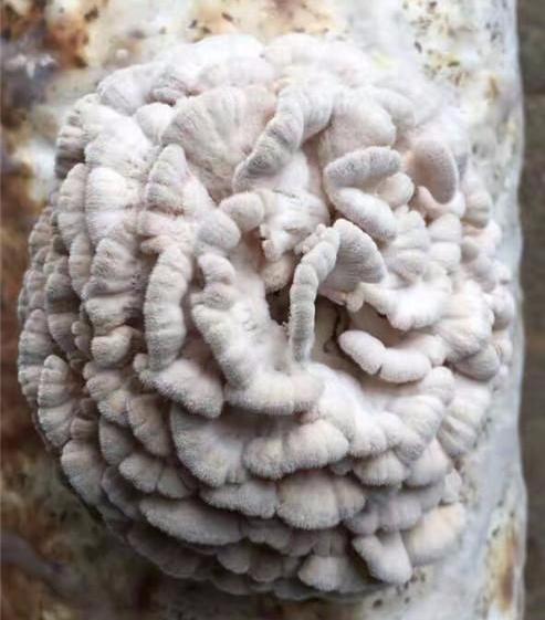 投资加盟，开启财富之门的新途径投资加盟哪个好?